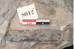 Foto (Detailansicht) von Palaeolobium heterophyllum Unger (NHMW-GEO-2024-0188-8042)
